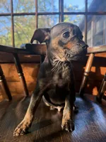 Benny , a male French Bulldog and Miniature Pinscher for sale in Northford, CT – 2 of 2