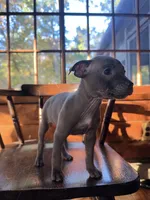 Tiny, a female French Bulldog for sale in Northford, CT – 3 of 4