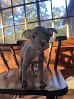 Tiny, a female French Bulldog for sale in Northford, CT – 2 of 4