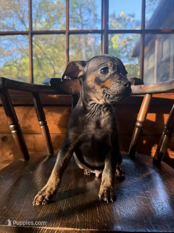 Benny  – French Bulldog, Miniature Pinscher puppy for sale in Northford, CT