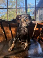 Benny , a male French Bulldog and Miniature Pinscher for sale in Northford, CT – 1 of 2