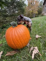Rose, a female French Bulldog and Miniature Pinscher for sale in Northford, CT – 2 of 3