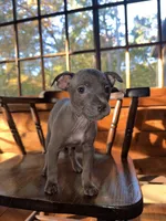 Tiny, a female French Bulldog for sale in Northford, CT – 1 of 4