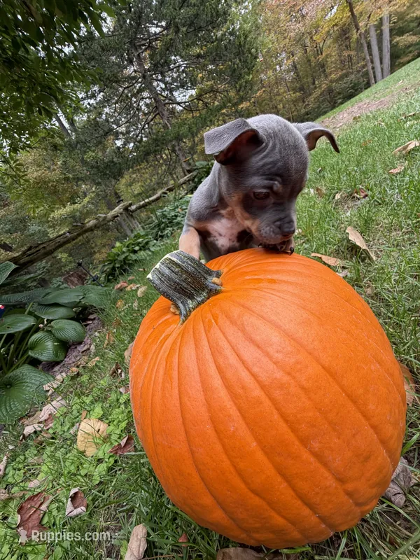 Rose – French Bulldog, Miniature Pinscher puppy for sale in Northford, CT