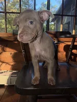 Isabella , a female French Bulldog and Miniature Pinscher for sale in Northford, CT – 1 of 3