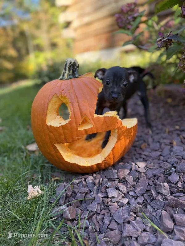 Toni – French Bulldog, Miniature Pinscher puppy for sale in Northford, CT