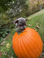 Rose, a female French Bulldog and Miniature Pinscher for sale in Northford, CT – 3 of 3