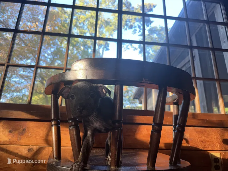 Hemi  – French Bulldog, Miniature Pinscher puppy for sale in Northford, CT