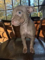 Isabella , a female French Bulldog and Miniature Pinscher for sale in Northford, CT – 3 of 3