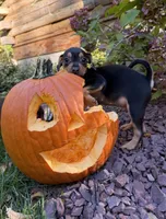 Chop, a male French Bulldog and Miniature Pinscher for sale in Northford, CT – 1 of 3