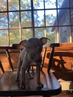 Tiny, a female French Bulldog for sale in Northford, CT – 4 of 4