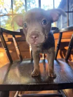 Isabella , a female French Bulldog and Miniature Pinscher for sale in Northford, CT – 2 of 3