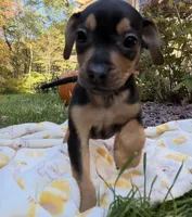 Chop, a male French Bulldog and Miniature Pinscher for sale in Northford, CT – 3 of 3