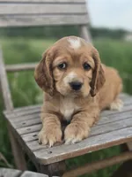 Willow's Brown Collar, a male Cocker Spaniel for sale in Cadott, WI – 4 of 8