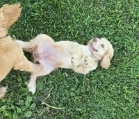 Willow's Yellow Collar, a female Cocker Spaniel for sale in Cadott, WI – 6 of 10