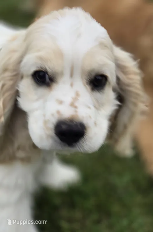 Oakley's Litter, black collar – Cocker Spaniel puppy for sale in Cadott, WI