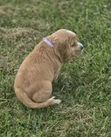 Willow's Purple Collar, a female Cocker Spaniel for sale in Cadott, WI – 9 of 9