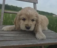 Willow's Black Collar, a male Cocker Spaniel for sale in Cadott, WI – 1 of 7