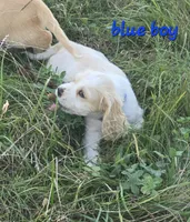 Oakley's Litter, blue collar, a male Cocker Spaniel for sale in Cadott, WI – 3 of 7