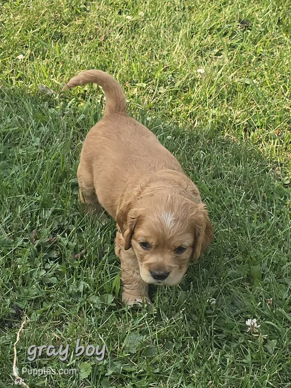 Oakley's Litter, gray collar – Cocker Spaniel puppy for sale in Cadott, WI