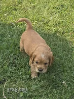 Oakley's Litter, gray collar, a male Cocker Spaniel for sale in Cadott, WI – 1 of 1