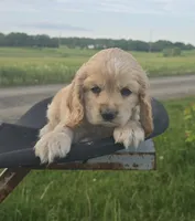 Willow's Black Collar, a male Cocker Spaniel for sale in Cadott, WI – 6 of 7