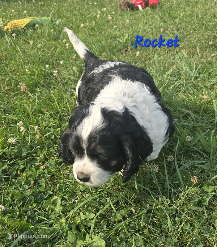 Rocket  – Cocker Spaniel puppy for sale in Cadott, WI