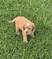 Willow's Brown Collar, a male Cocker Spaniel for sale in Cadott, WI – 8 of 8