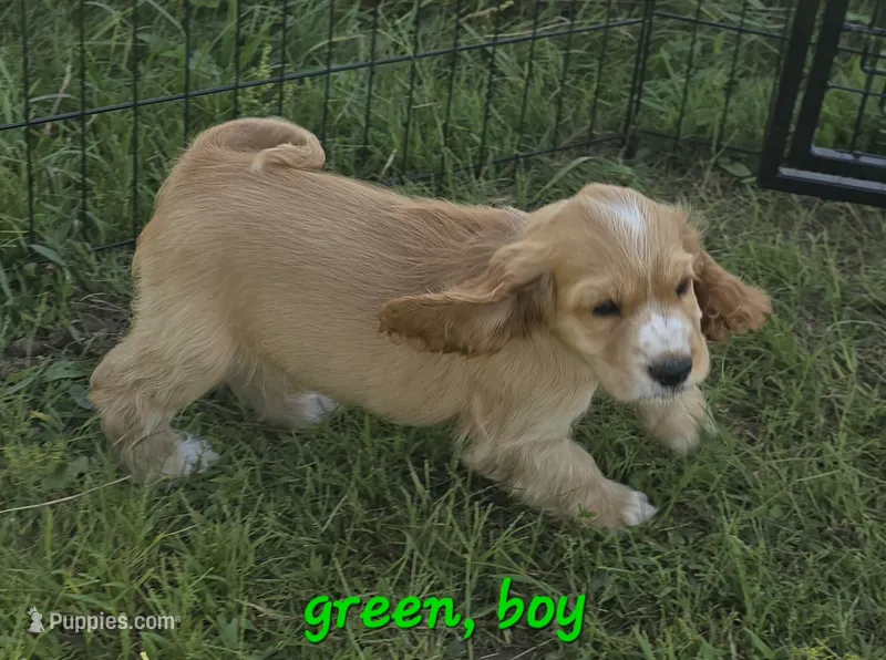 Oakley's Litter, green collar – Cocker Spaniel puppy for sale in Cadott, WI