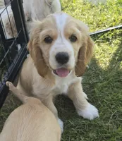 Oakley's Litter, orange collar, a male Cocker Spaniel for sale in Cadott, WI – 7 of 8