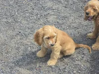 Bear, a male Cocker Spaniel for sale in Cadott, WI – 2 of 3