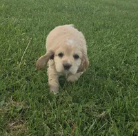 Willow's Black Collar, a male Cocker Spaniel for sale in Cadott, WI – 2 of 7