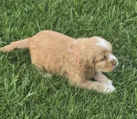 Willow' Red Collar, a female Cocker Spaniel for sale in Cadott, WI – 6 of 6