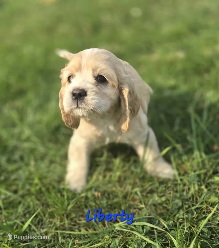 Liberty – Cocker Spaniel puppy for sale in Cadott, WI