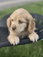 Willow's Green Collar, a female Cocker Spaniel for sale in Cadott, WI – 6 of 6