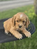 Willow's Pink Collar, a female Cocker Spaniel for sale in Cadott, WI – 6 of 6