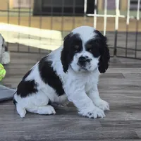 Marvin , a male Cocker Spaniel for sale in Cadott, WI – Photo 4 of 8