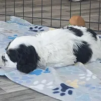 Marvin , a male Cocker Spaniel for sale in Cadott, WI – Photo 5 of 8