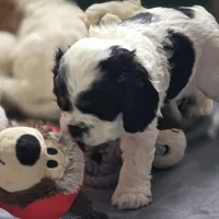 Marvin , a male Cocker Spaniel for sale in Cadott, WI – Photo 8 of 8