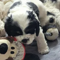 Marvin , a male Cocker Spaniel for sale in Cadott, WI – Photo 6 of 8