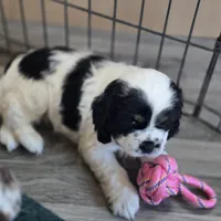 Marvin , a male Cocker Spaniel for sale in Cadott, WI – Photo 2 of 8