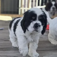 Marvin , a male Cocker Spaniel for sale in Cadott, WI – Photo 3 of 8