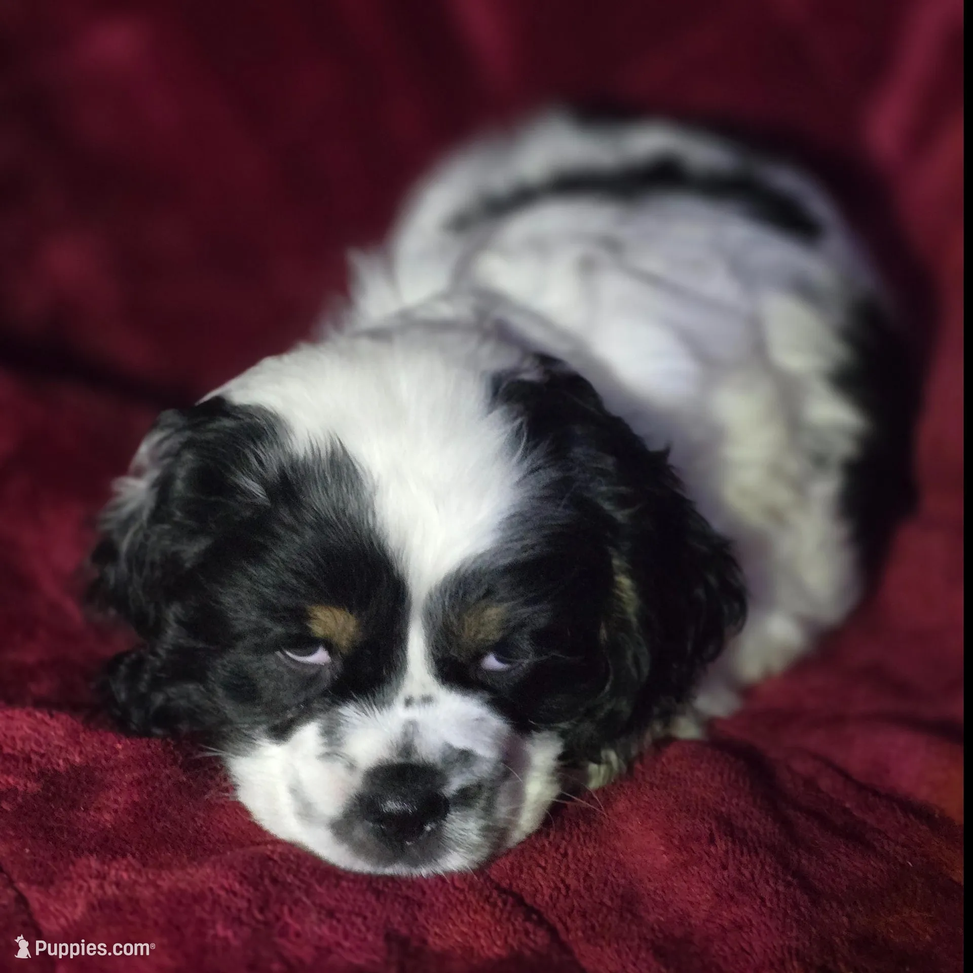 Marvin , a male Cocker Spaniel for sale in Cadott, WI – Photo 7 of 8