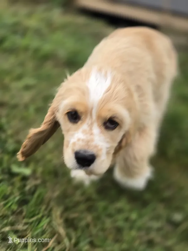 Oakley's Litter, orange collar – Cocker Spaniel puppy for sale in Cadott, WI