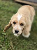 Oakley's Litter, orange collar, a male Cocker Spaniel for sale in Cadott, WI – 1 of 8