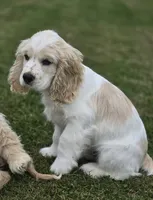 Oakley's Litter, black collar, a male Cocker Spaniel for sale in Cadott, WI – 4 of 9