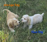 Oakley's Litter, blue collar, a male Cocker Spaniel for sale in Cadott, WI – 2 of 7