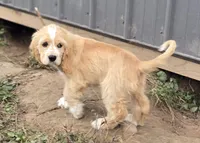 Oakley's Litter, orange collar, a male Cocker Spaniel for sale in Cadott, WI – 2 of 8