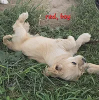 Oakley's Litter, red collar, a male Cocker Spaniel for sale in Cadott, WI – 2 of 5