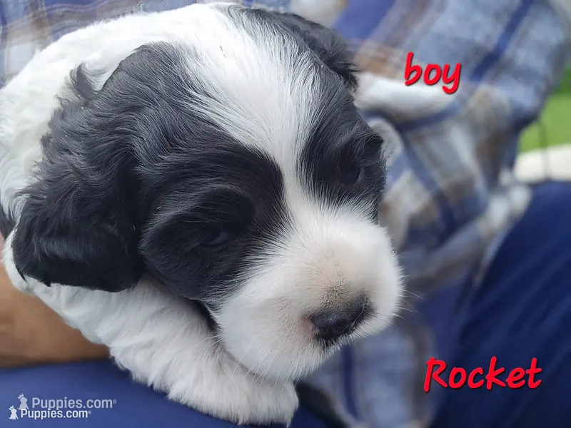 Rocket  – Cocker Spaniel puppy for sale in Cadott, WI